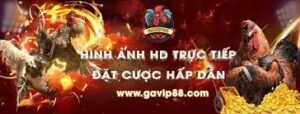 gavip88