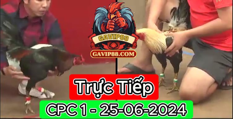 Xem Trực Tiếp đá gà CPC1 ngày 25-06-2024