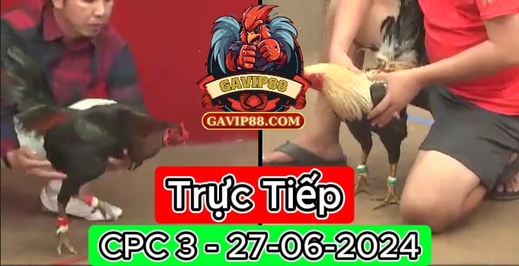 Xem Trực Tiếp đá gà CPC3 ngày 27-06-2024