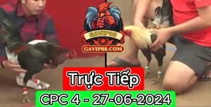 Xem Trực Tiếp đá gà CPC4 ngày 27-06-2024