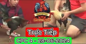 Xem Trực Tiếp đá gà CPC4 ngày 28-06-2024